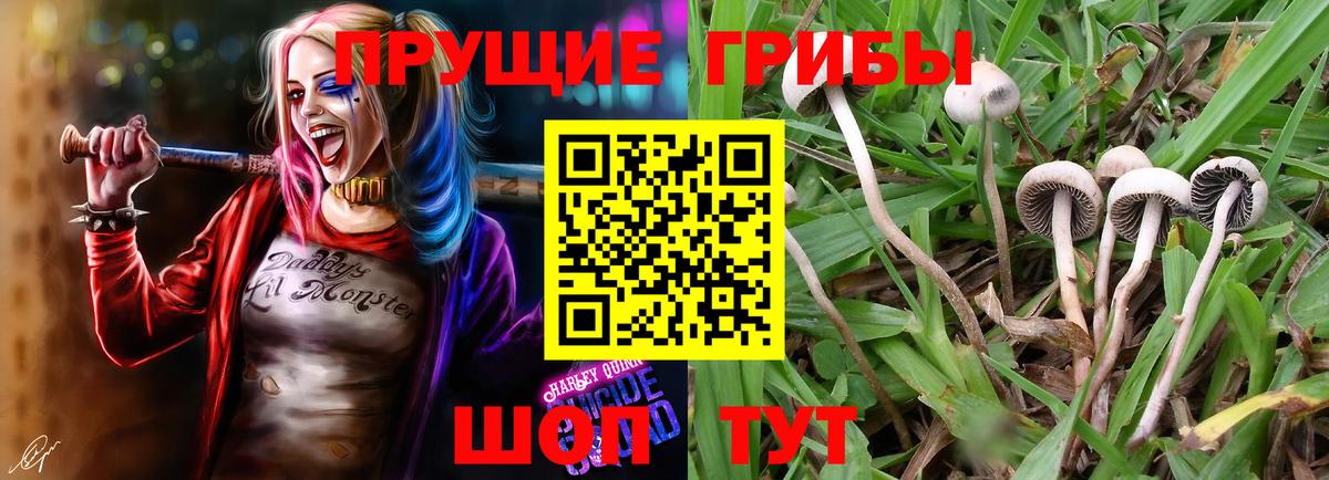 Псилоцибиновые грибы Cubensis  Вход с VPN  Якутск 